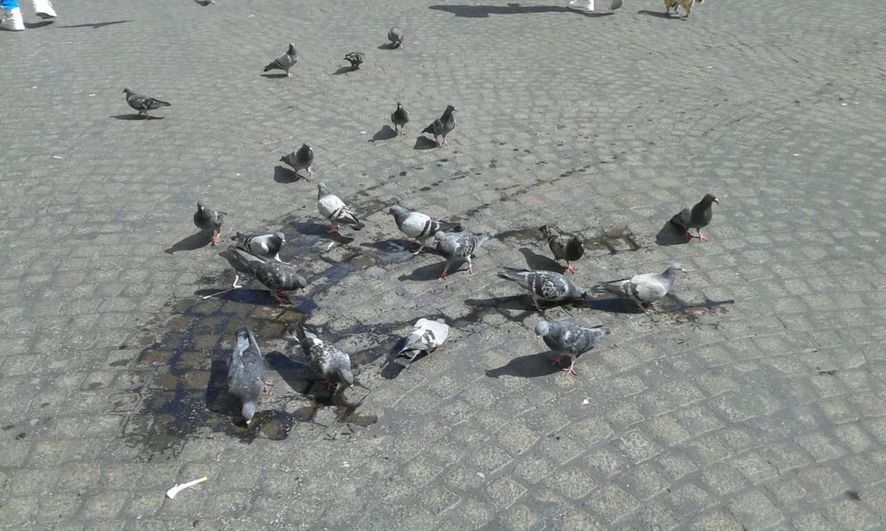 San Gaetano 23 Daire Napoli Dış mekan fotoğraf